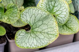 Brunnera macrophylla (Kaukasiche vergeet-mij-niet) - afbeelding 10