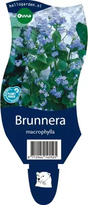 Brunnera macrophylla (Kaukasiche vergeet-mij-niet) - afbeelding 1