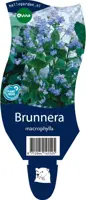 Brunnera macrophylla (Kaukasiche vergeet-mij-niet) - afbeelding 1