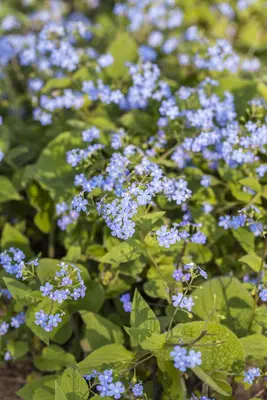 Brunnera macrophylla (Kaukasiche vergeet-mij-niet) - afbeelding 2