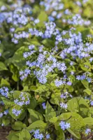 Brunnera macrophylla (Kaukasiche vergeet-mij-niet) - afbeelding 2