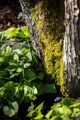 Brunnera macrophylla (Kaukasiche vergeet-mij-niet) - afbeelding 8