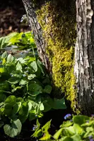 Brunnera macrophylla (Kaukasiche vergeet-mij-niet) - afbeelding 8