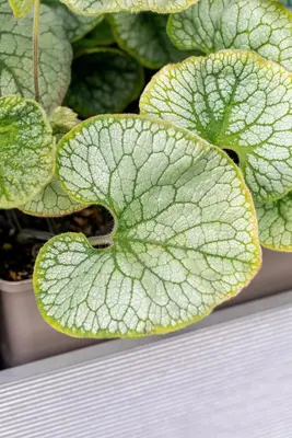 Brunnera macrophylla (Kaukasiche vergeet-mij-niet) - afbeelding 11