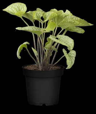 Brunnera macrophylla (Kaukasiche vergeet-mij-niet) - afbeelding 4