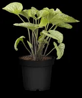 Brunnera macrophylla (Kaukasiche vergeet-mij-niet) - afbeelding 4