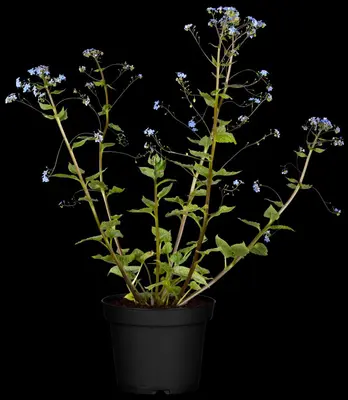 Brunnera macrophylla (Kaukasiche vergeet-mij-niet) - afbeelding 3