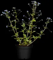 Brunnera macrophylla (Kaukasiche vergeet-mij-niet) - afbeelding 3