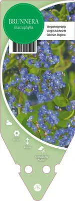 Brunnera Macrophylla (Kaukasisch vergeet mij nietje) - afbeelding 1