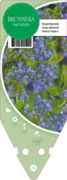 Brunnera Macrophylla (Kaukasisch vergeet mij nietje) - afbeelding 1
