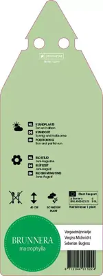 Brunnera Macrophylla (Kaukasisch vergeet mij nietje) - afbeelding 2