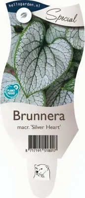 Brunnera macrophylla 'Silver Heart' (Kaukasische vergeet-mij-nietje) - afbeelding 1