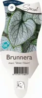 Brunnera macrophylla 'Silver Heart' (Kaukasische vergeet-mij-nietje) - afbeelding 1