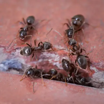 BSI Diatosect kruipende insecten 200g - afbeelding 2