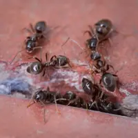 BSI Diatosect kruipende insecten 200g - afbeelding 2