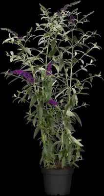 Buddleja davidii (Vlinderstruik) - afbeelding 4