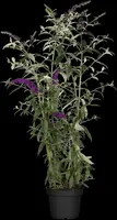 Buddleja davidii (Vlinderstruik) - afbeelding 4