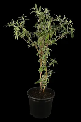 Buddleja davidii (Vlinderstruik) - afbeelding 15