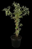 Buddleja davidii (Vlinderstruik) - afbeelding 15
