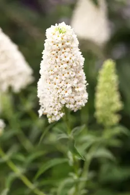 Buddleja davidii (Vlinderstruik) - afbeelding 2