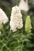 Buddleja davidii (Vlinderstruik) - afbeelding 2