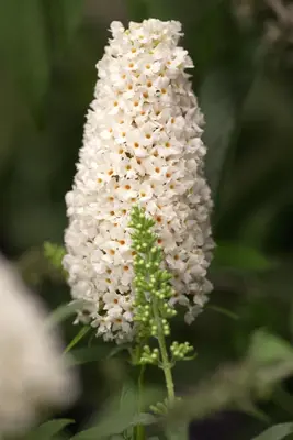 Buddleja davidii (Vlinderstruik) - afbeelding 3