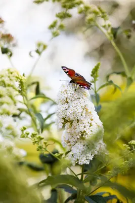 Buddleja davidii (Vlinderstruik) - afbeelding 7