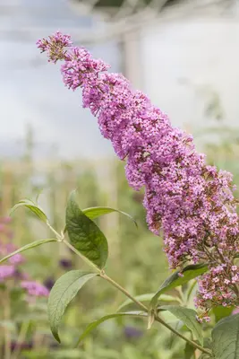 Buddleja davidii (Vlinderstruik) - afbeelding 8