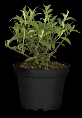 Buddleja davidii (Vlinderstruik) - afbeelding 20