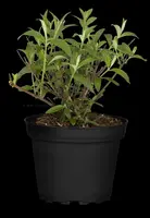 Buddleja davidii (Vlinderstruik) - afbeelding 20