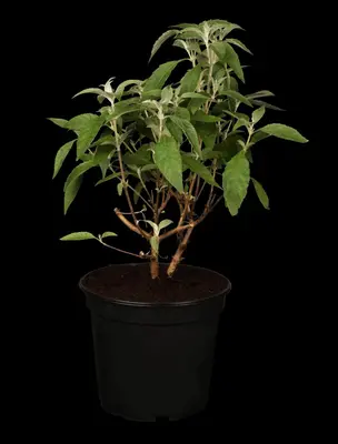 Buddleja davidii (Vlinderstruik) - afbeelding 5