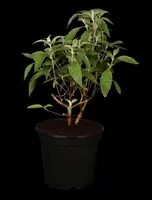 Buddleja davidii (Vlinderstruik) - afbeelding 5