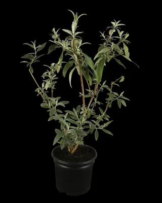 Buddleja davidii (Vlinderstruik) - afbeelding 11