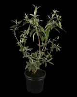 Buddleja davidii (Vlinderstruik) - afbeelding 11