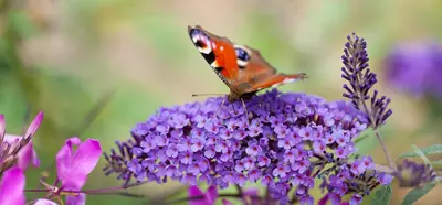 Buddleja davidii (Vlinderstruik) - afbeelding 16