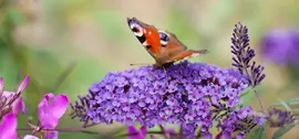 Buddleja davidii (Vlinderstruik) - afbeelding 16