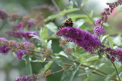Buddleja davidii (Vlinderstruik) - afbeelding 21