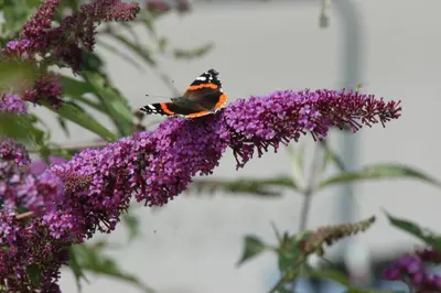 Buddleja davidii (Vlinderstruik) - afbeelding 22