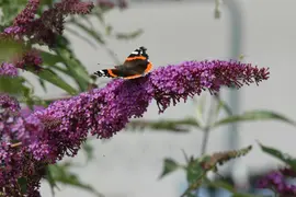 Buddleja davidii (Vlinderstruik) - afbeelding 22