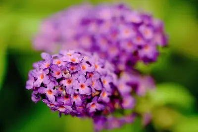 Buddleja davidii (Vlinderstruik) - afbeelding 1