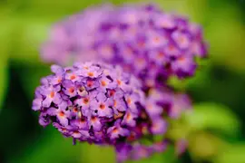 Buddleja davidii (Vlinderstruik) - afbeelding 1