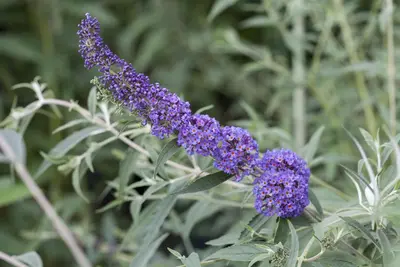 Buddleja davidii (Vlinderstruik) - afbeelding 6