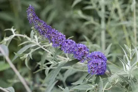 Buddleja davidii (Vlinderstruik) - afbeelding 6