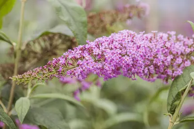 Buddleja davidii (Vlinderstruik) - afbeelding 9