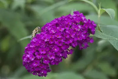 Buddleja davidii (Vlinderstruik) - afbeelding 10