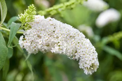 Buddleja davidii (Vlinderstruik) - afbeelding 12