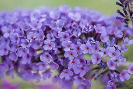Buddleja davidii (Vlinderstruik) - afbeelding 13