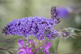 Buddleja davidii (Vlinderstruik) - afbeelding 14