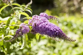 Buddleja davidii (Vlinderstruik) - afbeelding 17