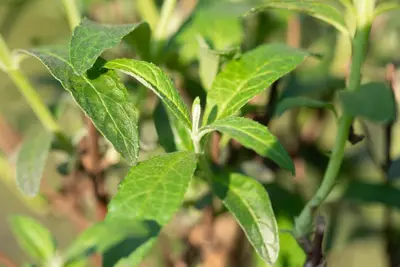 Buddleja davidii (Vlinderstruik) - afbeelding 18